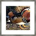 Mandarin Duck #1 Framed Print