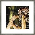 Mantis Vs Spider #1 Framed Print