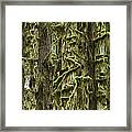 Moss Covered Trees, Hoh Rainforest #1 Framed Print