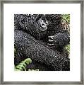 Mountain Gorilla And Infant #1 Framed Print