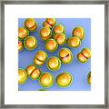 Mrsa Bacteria #1 Framed Print