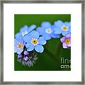 Myosotis #1 Framed Print