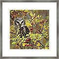 Northern Saw Whet Owl Perching Framed Print Northern Saw Whet Owl Perching Framed Print