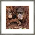 Orangutan Pongo Pygmaeus Mother Framed Print