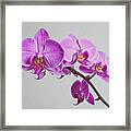 Orchid  #1 Framed Print