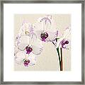 Orchid #1 Framed Print