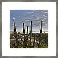 Organ Pipe Cactus Stenocereus Thurberi #1 Framed Print