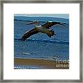 Pelican In Flight #1 Framed Print