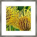 Picture Of A Pincushion Protea #1 Framed Print
