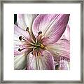 Pink Asiatic Lily #1 Framed Print