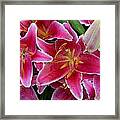 Pink Lilies With Water Droplets #1 Framed Print