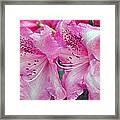 Pink Rhododendrons #1 Framed Print