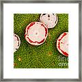 Polyphemus Caterpillar Eggs #1 Framed Print