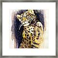 Portrait Of A Young Snow Leopard Framed Print