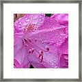 Pretty In Pink #1 Framed Print