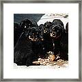 Puppy Chow Framed Print