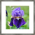 Purple And Yellow Iris Framed Print