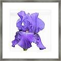 Purple Iris On White #1 Framed Print