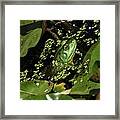 Rana Clamitans Or Green Frog #2 Framed Print