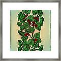 Red Mulberry #3 Framed Print
