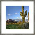 Saguaro Carnegiea Gigantea #1 Framed Print