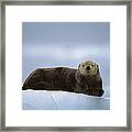 Sea Otter Enhydra Lutris Male Hauled #1 Framed Print