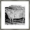 Sheep, 1798 #1 Framed Print