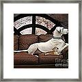 Shelter Dogs #1 Framed Print