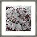 Snow Covered Framed Print