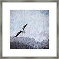 Soaring Seagull #1 Framed Print