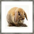 Sooty-fawn Baby Lop Rabbit #1 Framed Print