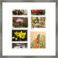 Southwest Wildflower Collection #1 Framed Print