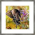 Spicebush Butterfly Looking Pretty #1 Framed Print