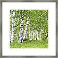 Spring Birches Framed Print