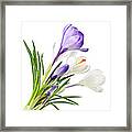 Spring Crocus Flowers Framed Print