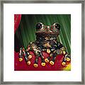 Strawberry Tree Frog Hyla Pantosticta #1 Framed Print