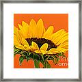 Sunflower Closeup 1 Framed Print