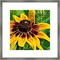 Sunflower #1 Framed Print