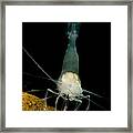 Texas Cave Shrimp #1 Framed Print