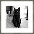 The Love Of My Life. #berry #cat #cats #1 Framed Print