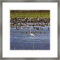 The Odd One Out V2 #1 Framed Print