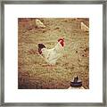 The Rooster Who Tried To Attack Me In #1 Framed Print