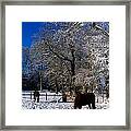 Thoroughbred Horses, Mares In Snow #1 Framed Print