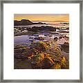 Tidepools Exposed At Low Tide Botanical #1 Framed Print