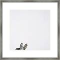 Timber Wolf Pair Howling In Snow North Framed Print