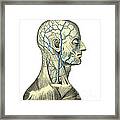 Veins Of The Head And Neck #1 Framed Print