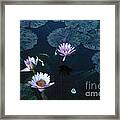 Water Lilies 1 #1 Framed Print