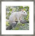 White Squirrel #1 Framed Print