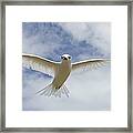 White Tern Flying Midway Atoll Hawaiian #1 Framed Print