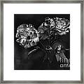 Wild Rose #2 Framed Print